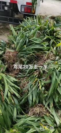 高度10厘米玉龙草