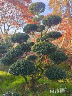 10公分造型龟甲冬青