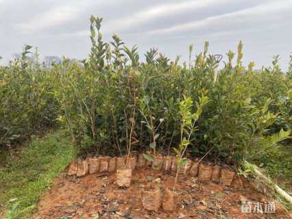 高度80厘米油茶