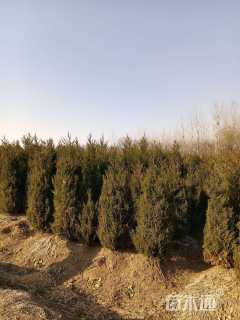 高度280厘米塔柏