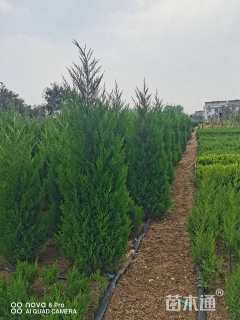 高度150厘米塔柏