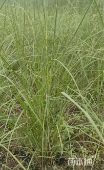 高度70厘米墨西哥羽毛草