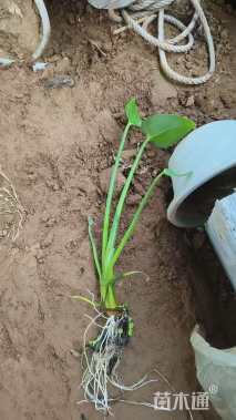 高度20厘米梭鱼草