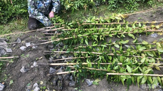 主蔓长200厘米常春油麻藤