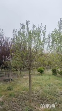 高度150厘米丁香