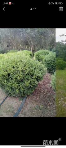 冠幅90厘米瓜子黄杨球