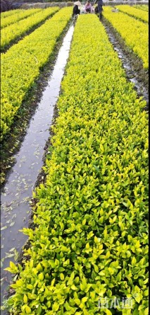 高度20厘米金森女贞小苗