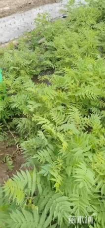 高度40厘米珍珠梅