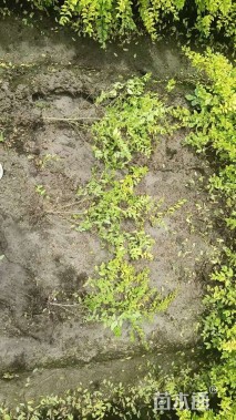 地栽苗亮晶女贞小苗