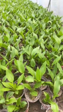 高度15厘米青叶玉簪