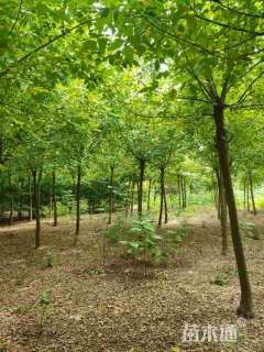 5公分金叶复叶槭