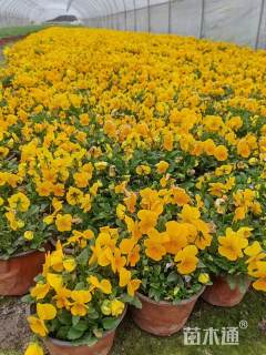 高度20厘米角堇