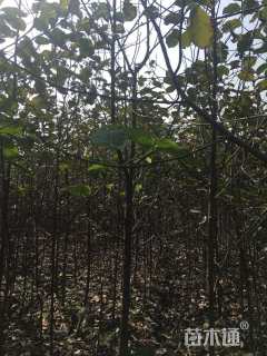 5公分白玉兰