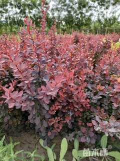 高度50厘米红叶小檗
