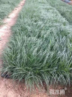 高度50厘米狼尾草