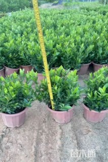 高度30厘米小叶龙船花