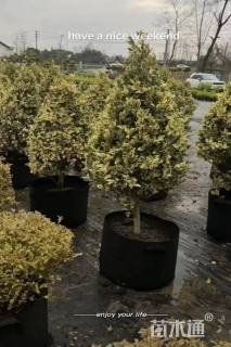 高度200厘米金姬小蜡