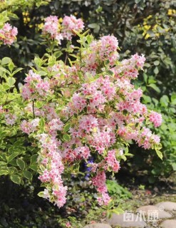 高度30厘米花叶锦带