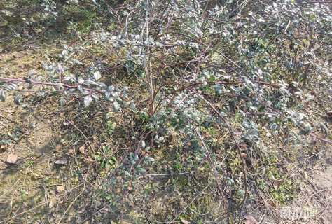 高度60厘米云南黄馨