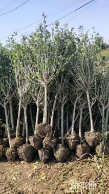 高度200厘米木槿