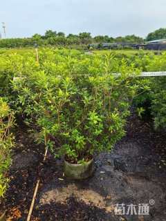 冠幅110厘米杜鹃球