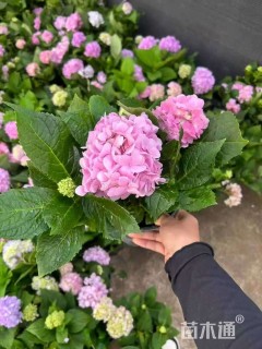 高度30厘米绣球