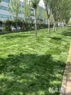 混播黑麦草
