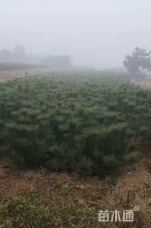 高度40厘米油松小苗