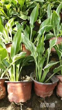 高度20厘米花叶玉簪