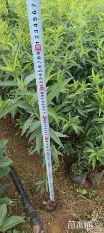 高度80厘米桃树小苗