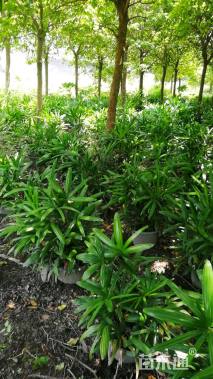 裸干高15厘米棕竹