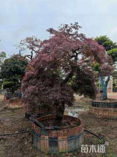 高度200厘米羽毛枫