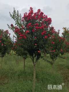 6公分红火箭紫薇