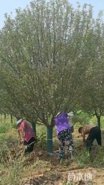 20公分绚丽海棠