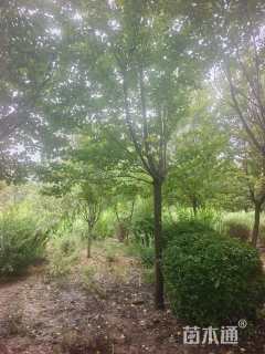 15公分高杆樱花