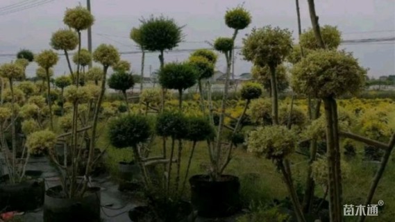 高度300厘米金姬小蜡