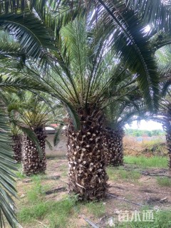 裸干高150厘米加拿利海枣