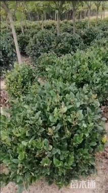 冠幅100厘米大叶黄杨球