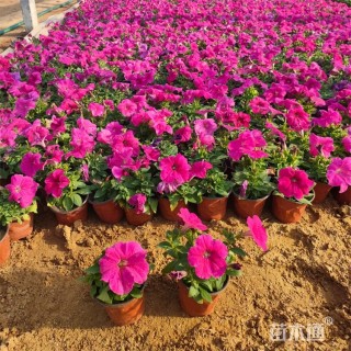 高度18厘米牵牛花