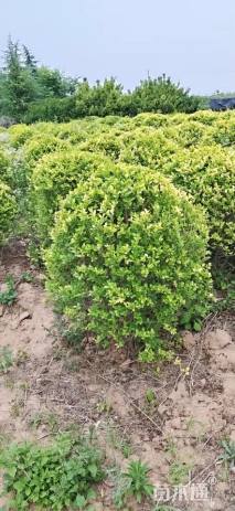 冠幅100厘米金叶女贞球