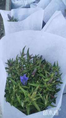 高度25厘米龙胆花