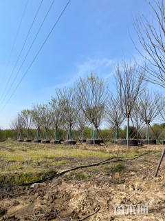 20公分榉树