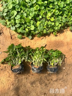 高度10厘米二月兰