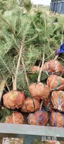 高度250厘米黑松