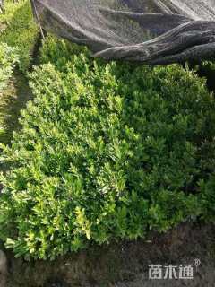 高度20厘米雀舌黄杨小苗