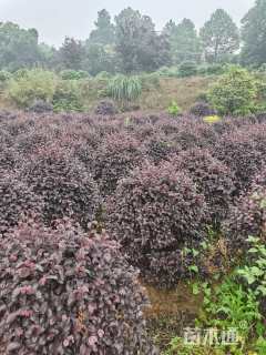 冠幅100厘米红花继木球