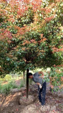 12公分高杆红叶石楠