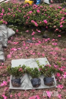 容器苗安酷杜鹃