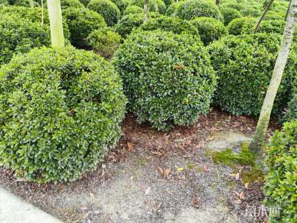 冠幅80厘米春鹃球