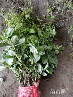 60厘米爬山虎